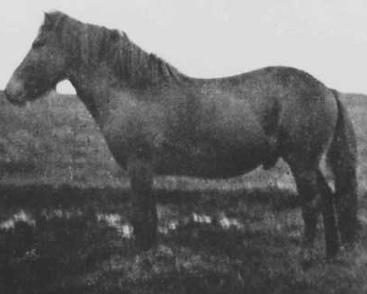 Deckhengst Bráinn frá Dilksnesi (Islandpferd, 1928, von Gammur frá Hoffelli)