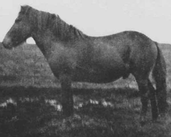 Deckhengst Bráinn frá Dilksnesi (Islandpferd, 1928, von Gammur frá Hoffelli)