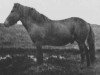 Deckhengst Bráinn frá Dilksnesi (Islandpferd, 1928, von Gammur frá Hoffelli)