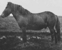 stallion Bráinn frá Dilksnesi (Iceland Horse, 1928, from Gammur frá Hoffelli)