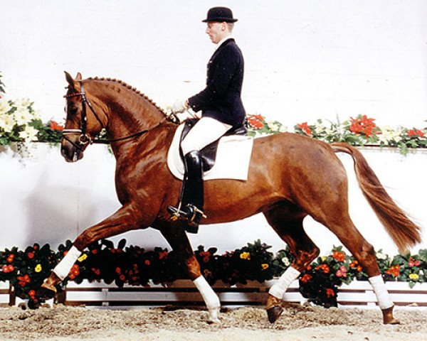 stallion Alabaster (Hanoverian, 1989, from Akzent II)