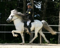 stallion Léttir frá Sortehaug (Iceland Horse, 1987, from Loftur frá Hofsstöðum)