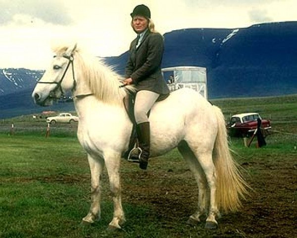 Zuchtstute Frigg frá Akureyri (Islandpferd, 1962, von Stjarni frá Sandhólum)