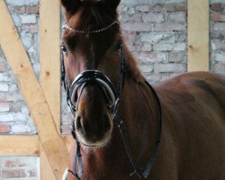 dressage horse Ballantines 25 (German Sport Horse, 2009, from Brentano II)