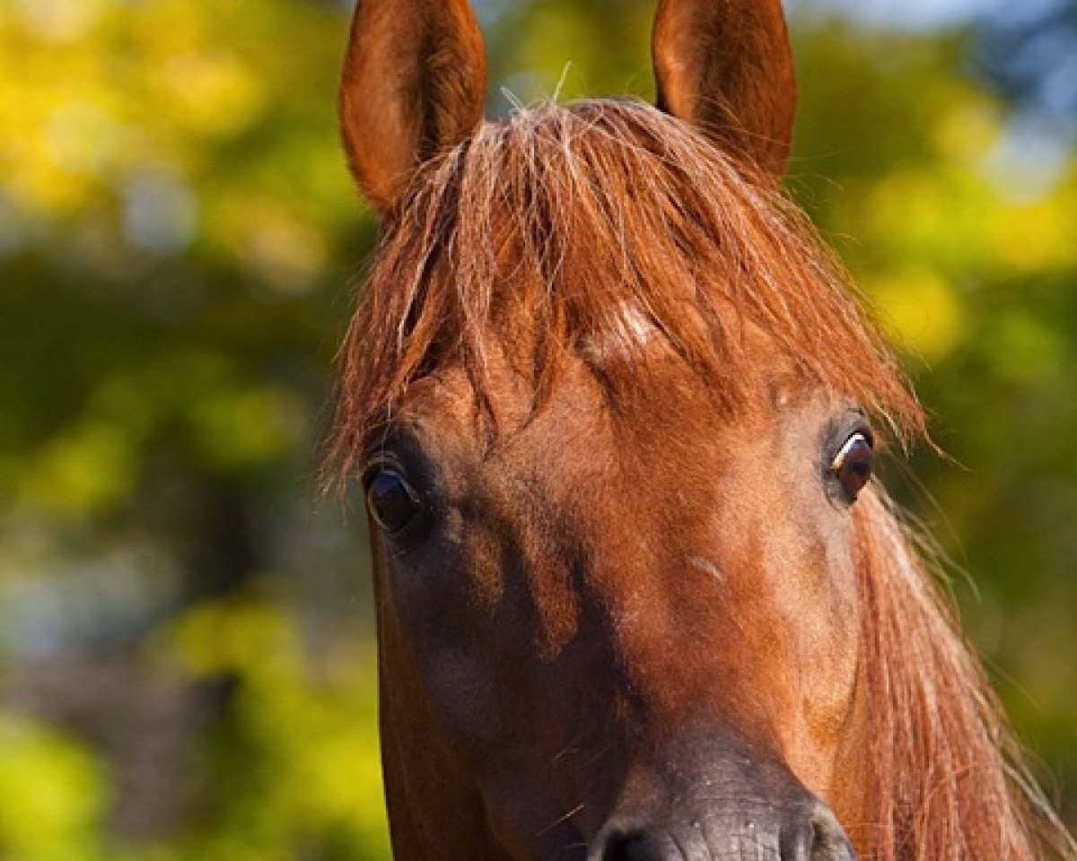 stallion L.M. Ibn Pasha (Arabian purebred, 1995, from Ansata Nile Pasha ox)