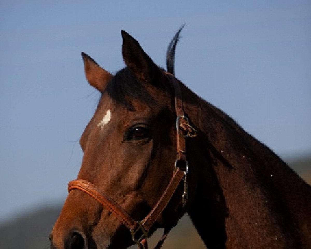 horse Melferergut's AURORA (Anglo-Arabs, 2002, from L.M. Ibn Pasha)