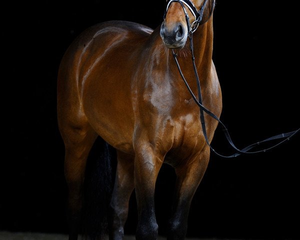 dressage horse Fabio 150 (Oldenburg, 2009, from Formidabel)