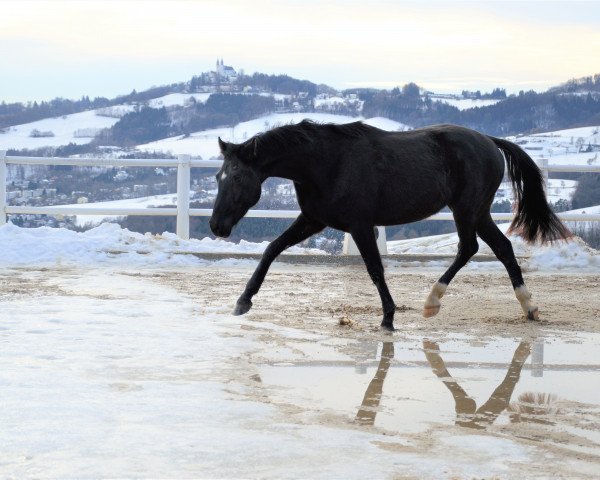 dressage horse Melferergut's DON GIOVANNI (Oldenburg, 2014, from Dante Weltino Old)