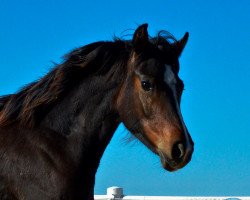 broodmare Melferergut's ANTONELLA (Oldenburg, 2016, from DSP Dominy)