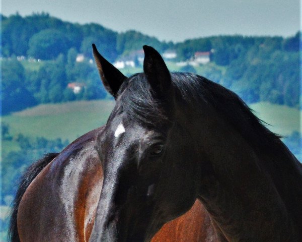 broodmare Melferergut's AIDA (Hanoverian, 2000, from Feiner Graf)