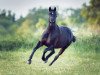 dressage horse Afrika (German Warmblood, 2008, from Athlet)