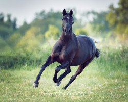 dressage horse Afrika (German Warmblood, 2008, from Athlet)