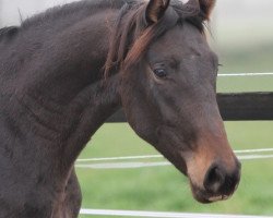 horse Melferergut's NOBLE DANCE (Oldenburger, 2013, from Don Frederic 3)