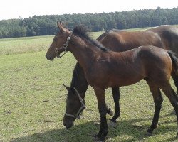 jumper Dark Hero 4 (Oldenburger Springpferd, 2015, from Diatendro)