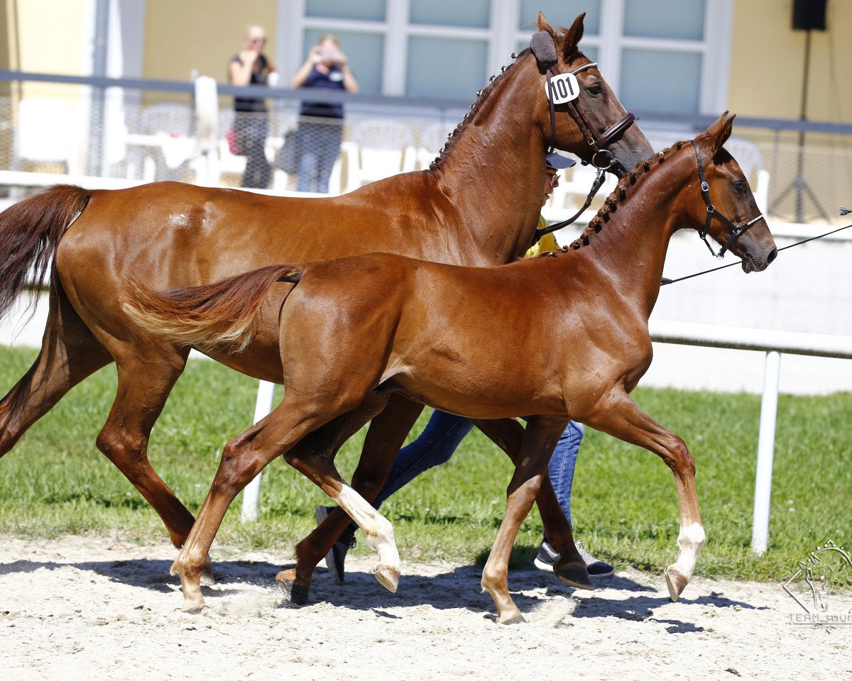 Dressurpferd Melferergut's Byron (Österreichisches Warmblut, 2017, von Best of Gold)