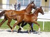 Dressurpferd Melferergut's Byron (Österreichisches Warmblut, 2017, von Best of Gold)