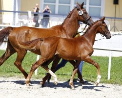 Dressurpferd Melferergut's Byron (Österreichisches Warmblut, 2017, von Best of Gold)