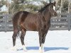 stallion Honor Code xx (Thoroughbred, 2011, from A. P. Indy xx)