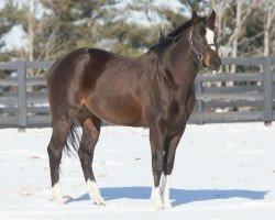 stallion Honor Code xx (Thoroughbred, 2011, from A. P. Indy xx)