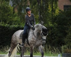 dressage horse Flow Rider (Oldenburg, 2011, from Fairbanks)