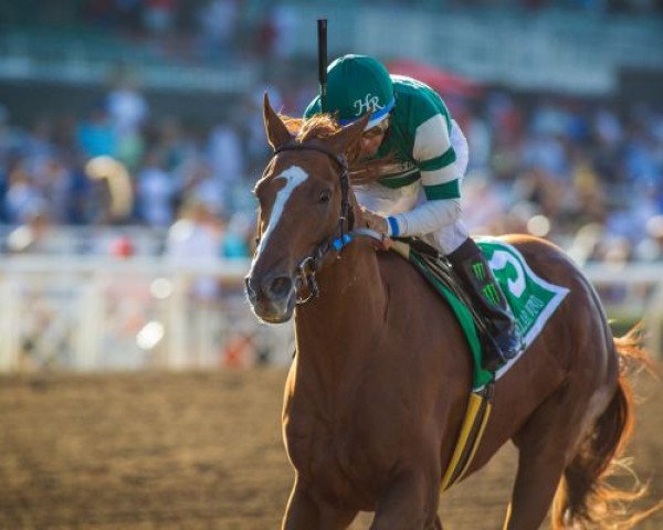 broodmare Stellar Wind xx (Thoroughbred, 2012, from Curlin xx)