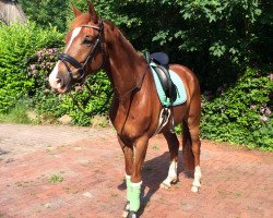 dressage horse Figo B (Westphalian, 2010, from Floresco NRW)