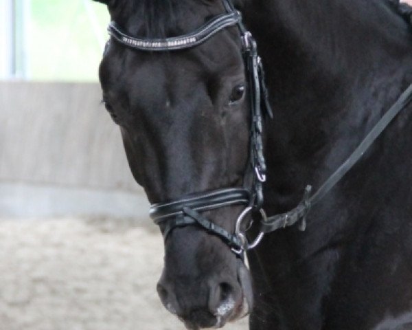 dressage horse Romano Royal (Oldenburg, 2008, from Rosario)
