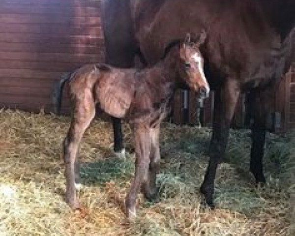 horse Hengst von Bayern xx (Thoroughbred, 2018, from Bayern xx)