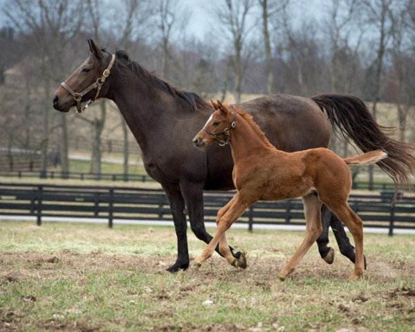 broodmare Lasting Appeal xx (Thoroughbred, 2003, from A. P. Indy xx)