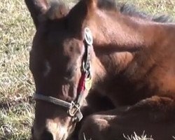 horse Hengst von Curlin xx (Thoroughbred, 2018, from Curlin xx)