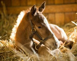 horse Stute von Daredevil xx (Thoroughbred, 2018, from Daredevil xx)