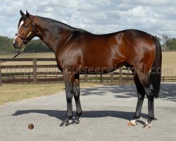 stallion Saint Anddan xx (Thoroughbred, 2002, from A. P. Indy xx)