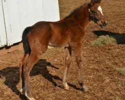 horse Hengst von California Chrome xx (Thoroughbred, 2018, from California Chrome xx)