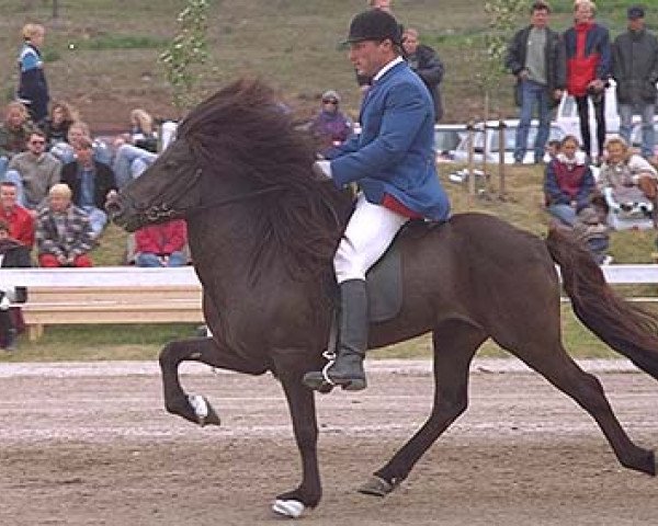stallion Stigandi frá Hvolsvelli 19 ISL (Iceland Horse, 1987, from Bylur frá Kolkuósi)