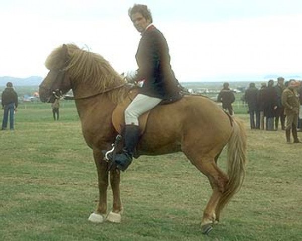 stallion Bylur frá Kolkuósi (Iceland Horse, 1972, from Stígandi frá Kolkuósi)