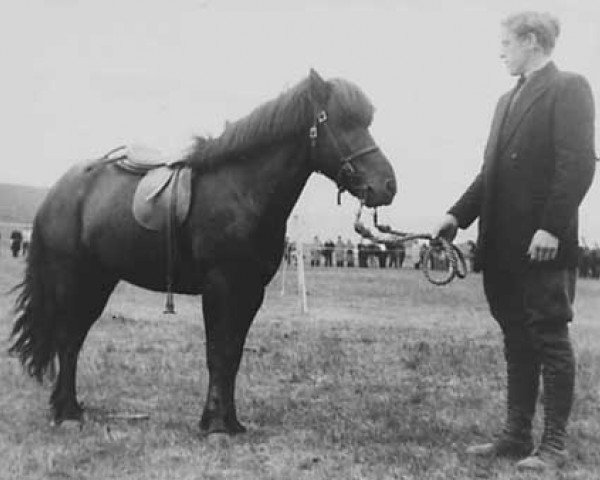 horse Spori frá Möðrufelli (Iceland Horse, 1971, from Blakkur frá Akureyri)