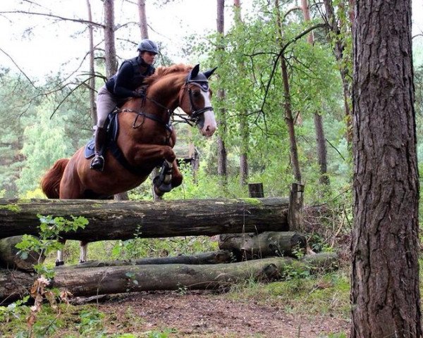 jumper Spirit Link (Trakehner, 1997, from Santiago)