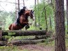 jumper Spirit Link (Trakehner, 1997, from Santiago)