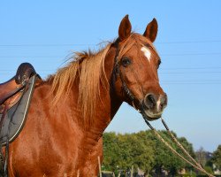 broodmare Mohra (Arabian thoroughbred, 1999, from Naseri EAO)