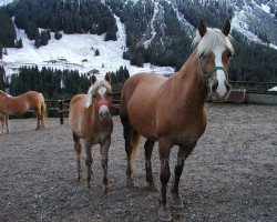 broodmare Dorina (6,25% ox) (Edelbluthaflinger, 1993, from Nobel (12.5% ox))