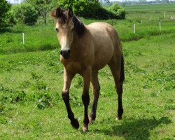 horse Pinar (Arab-Berber, 2017, from Heclair D'Arbremort)