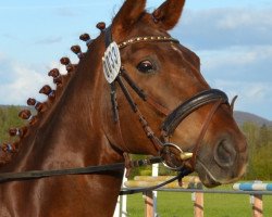 dressage horse Brenda-Royal (Hanoverian, 2009, from Brentano II)