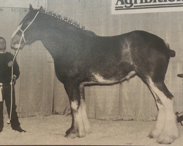 Zuchtstute Live Oak Lucie (Clydesdale, 1989, von Doura Sensation)