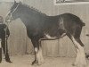 Zuchtstute Live Oak Lucie (Clydesdale, 1989, von Doura Sensation)