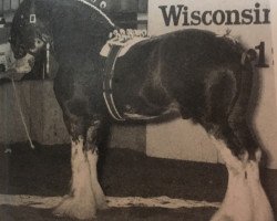 stallion Doura Sensation (Clydesdale, 1979, from Doura Masterstroke)