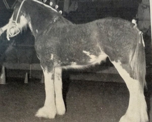 Zuchtstute Parcelstown Lucinda (Clydesdale, 1985, von Doura Magnificent)