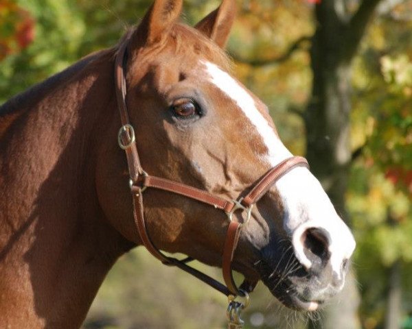 horse Picco 76 (German Warmblood, 1991, from Portepee)