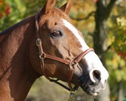 horse Picco 76 (German Warmblood, 1991, from Portepee)