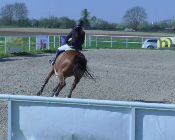 Reitturnier Langenau 2018