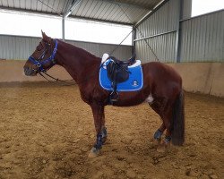 horse Prides germ Merry GoBoy (Tennessee Walking Horse,  , from Judith's Pride)